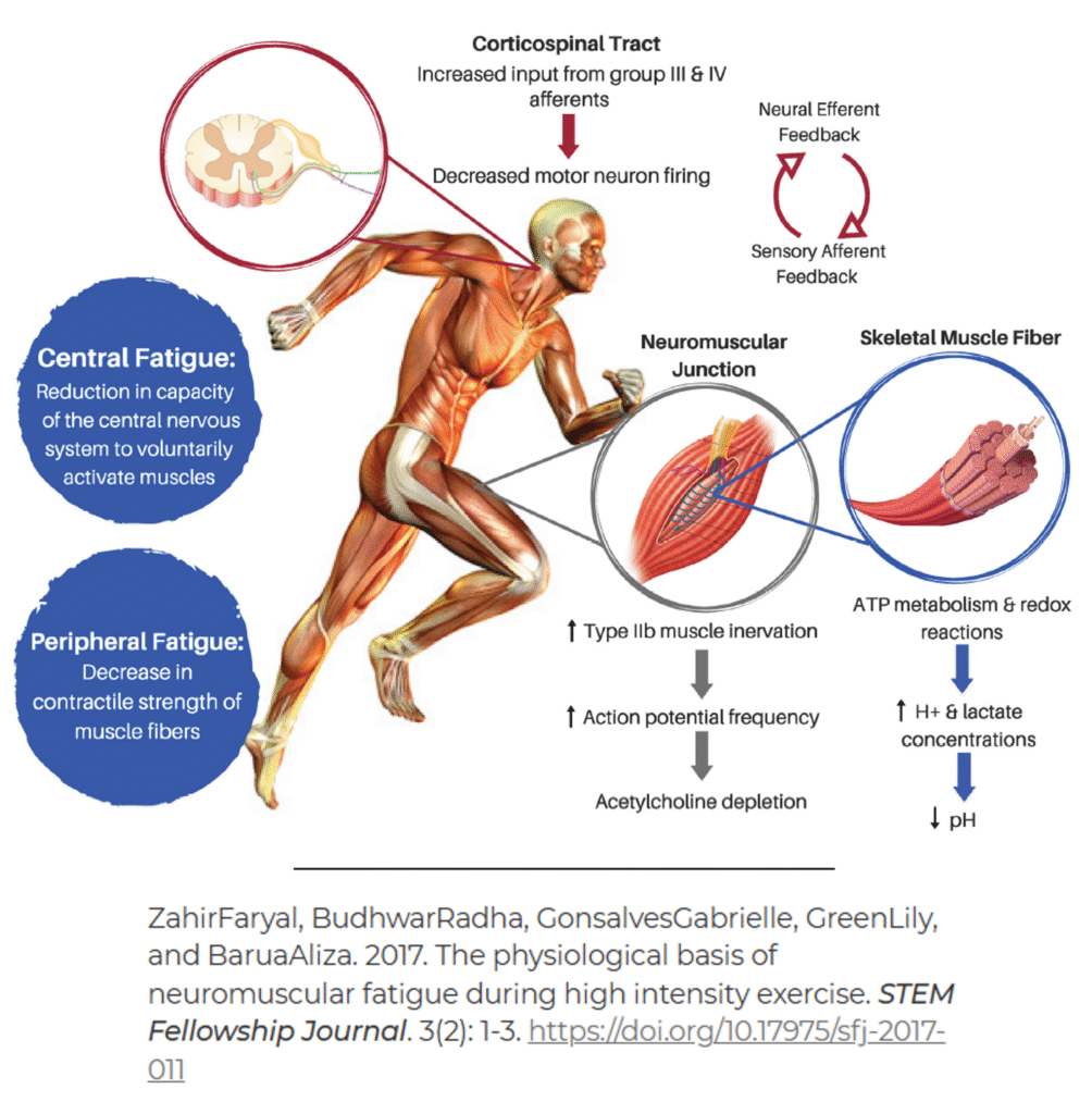 Fadiga Central e Periférica